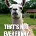 LLAMASTOOKOVER LLAMASTOOKOVER