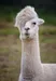 I_Am_A_Llama I_Am_A_Llama