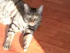 kittyboy