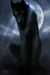 shadowthewolf shadowthewolf