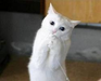 Kittycat36 Kittycat36