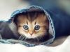 Just.That.Kitty Just.That.Kitty