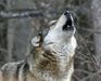 Beta.Wolf_Starlight Beta.Wolf_Starlight