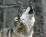 Beta.Wolf_Starlight Beta.Wolf_Starlight