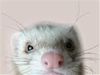 fluffyfuzzy321 fluffyfuzzy321