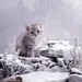 SnowCat SnowCat