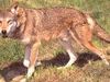 audrey.wolfsaver audrey.wolfsaver