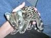 Leopardheart Leopardheart