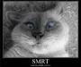 lolcat