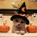 MrsMeowTV MrsMeowTV