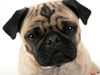 Puggy82 Puggy82