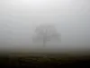 Shrouded_in_Mist Shrouded_in_Mist