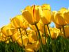 mellowyellow8067 mellowyellow8067