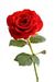 RosePetal118 RosePetal118