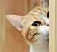 badasskitty badasskitty