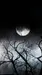 PurpleWolf24 PurpleWolf24