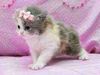 sweetpink sweetpink