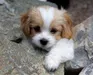 Sugar_1813 Sugar_1813