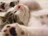 andymeows78 andymeows78