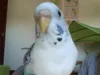 MeetTheBudgies MeetTheBudgies