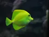 dennisgordan dennisgordan