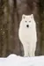 SlendyWolfie
