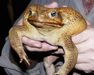 Fredrick_the_mfing_toad Fredrick_the_mfing_toad