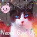 Kittylove Kittylove