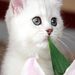 Catlover635 Catlover635