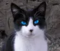 StormHeart1 StormHeart1