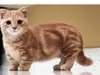Catowo Catowo
