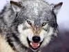 Wolfe Wolfe
