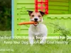 jjehomezholisticpet jjehomezholisticpet