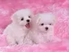 Pink102