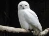 mypetshop1 mypetshop1