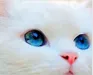 catslover101 catslover101