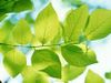Leaves Leaves