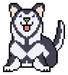 Bailey_The_Husky Bailey_The_Husky