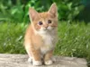 whiskers505