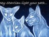 WarriorCatsLover10 WarriorCatsLover10