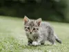 toastedpaw toastedpaw