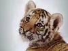 CuteTiger CuteTiger