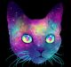 GalaxyKitten GalaxyKitten