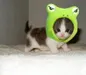 FuzzyPuff66 FuzzyPuff66