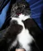 General_Meow_Meow General_Meow_Meow