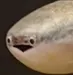 CanonicallyAGuy CanonicallyAGuy