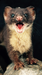 TheWeasely TheWeasely