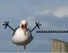 Yoinkyoit Yoinkyoit