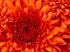 floisy