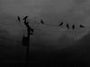 Death_Raven Death_Raven